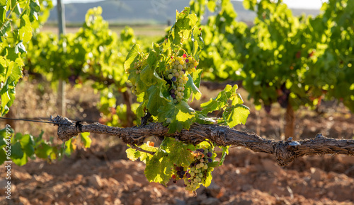 Viñas con racimos de uvas en campos de viñedos para recolectar en la vendimia y producir vino
