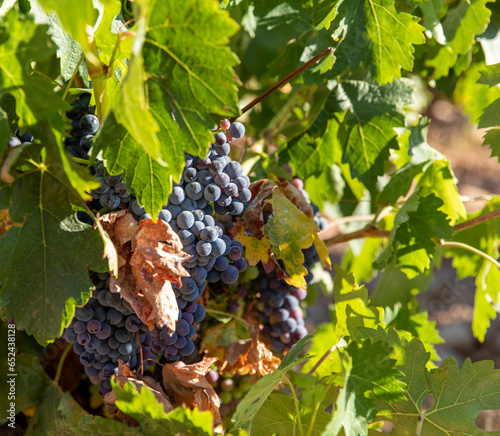 Viña con racimos de uvas en campos de viñedos para recolectar en la vendimia y producir vino