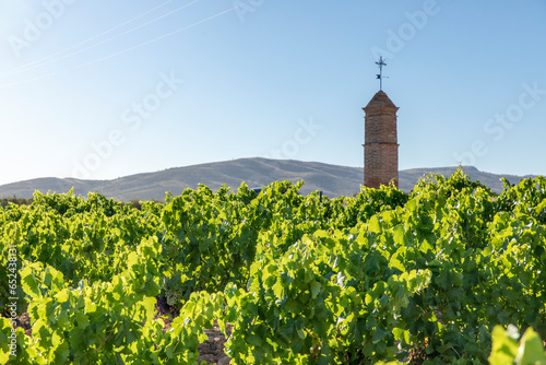 Viñas con racimos de uvas en campos de viñedos para recolectar en la vendimia y producir vino