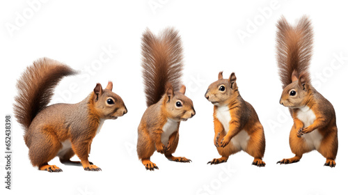 a cutout of several squirrels in various positions in a Nature-themed, photorealistic illustration in a transparent PNG, and isolated. generative ai