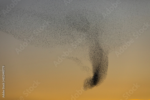 Foto Starlings murmuration in Aiguamolls De L Emporda Nature Park, Spain