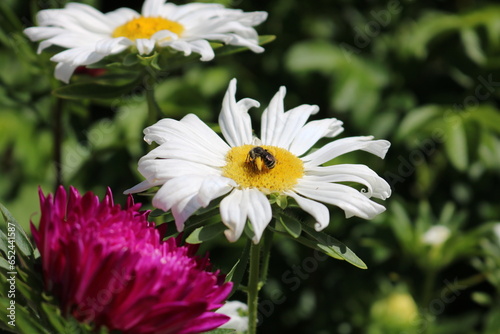 Bumblebee on a Flower