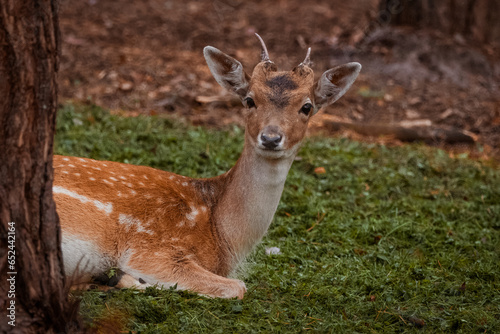 A young male Eurasian deer lays on the green grasses and looks into a camera in the forest on a sunny summer day.