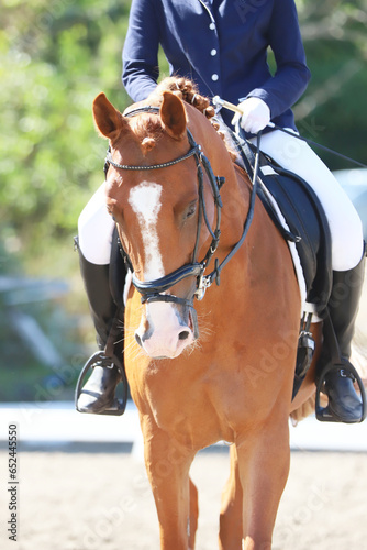  Equestrian sports background. Horse close up during dressage competition with unknown rider © acceptfoto