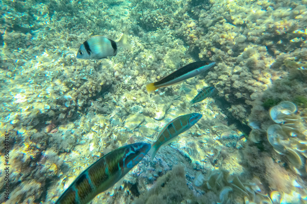 Fototapeta premium Underwater snorkeling in Cabo de Palos Cartagena Murcia Spain