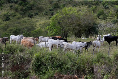 feira de santana, bahia, brazil - september 4, 2022: cattle raising in an area of the caatinga biome in northeastern Brazil.