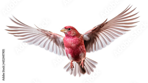 a Purple Finch in-flight 3/4 view in a Nature-themed, photorealistic illustration in a transparent PNG, cutout, and isolated. Generative ai