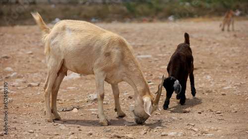 curaca, bahia, brazil - september 18, 2023: goat farming in a dry region of northeastern Brazil.