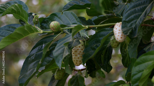 curaca, bahia, brazil - september 18, 2023: Noni fruit - Morinda citrifolia - on a farm in rural Bahia. photo