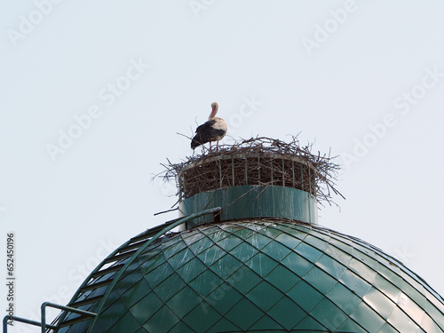 Stork in a nest on a spherical roof, close-up. The diversity of the animal world, birds living on the planet.