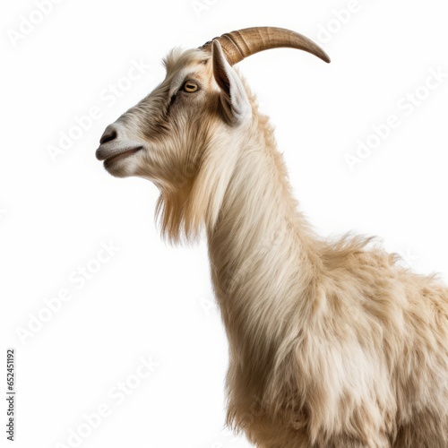 goat on white background.