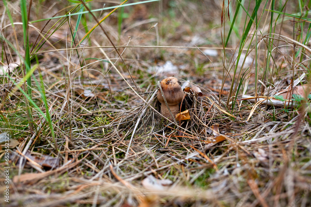Obraz premium Fresh umbrella mushroom growing in grass on the edge of a pine forest. Picking up edible mushrooms in the forest. Mushroom in forest close-up photo. Macrolepiota procera. Lepiota procera.