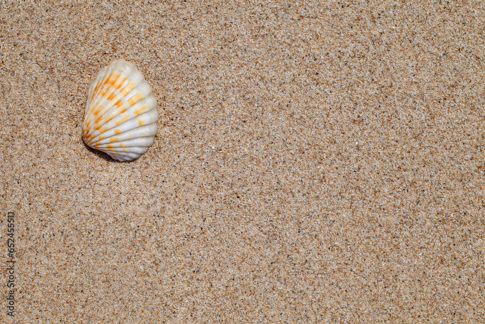 Shell flap on beach sand close-up top view, uniform texture background Shell flap on beach sand close-up top view, uniform texture background