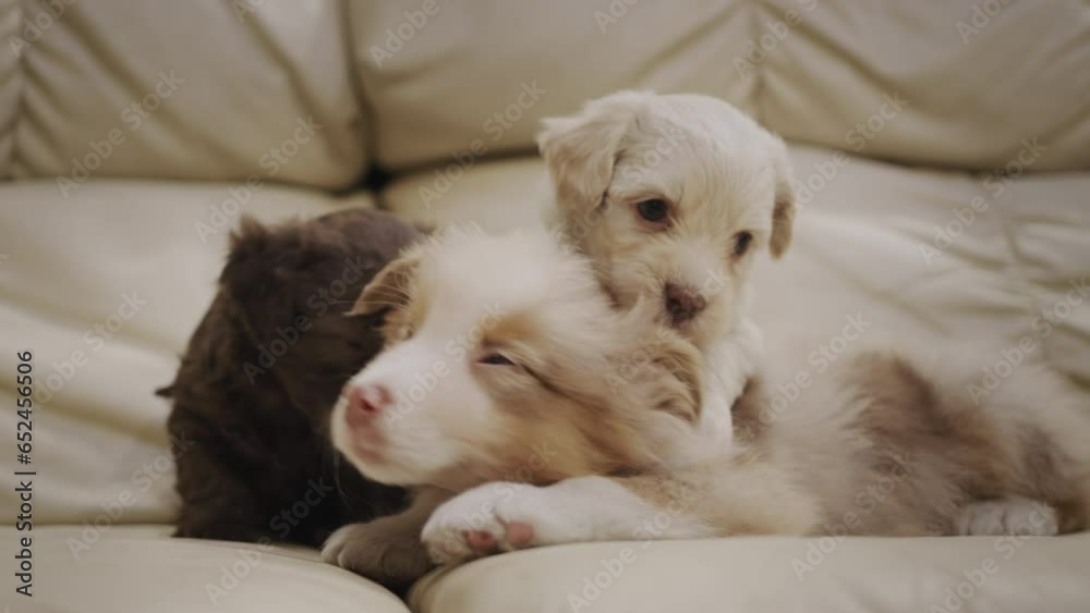 Cute Labrador puppies in a basket, two brown and one white Cute Labrador puppies in a basket, two brown and one white