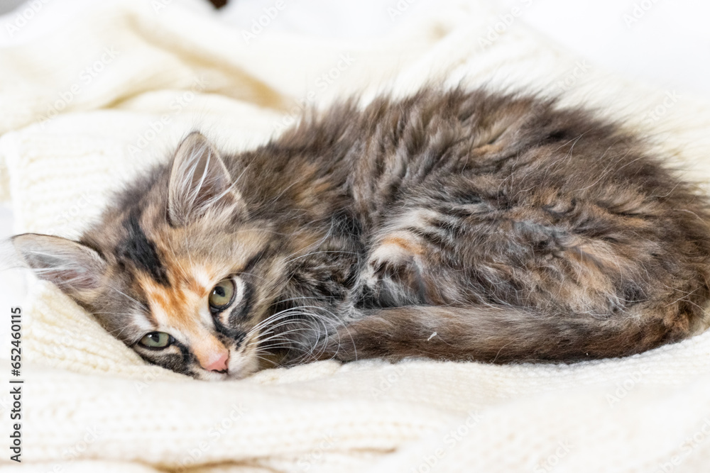 A striped cat is resting on a white bed. A small fluffy kitten lies on a white blanket and looks at the camera.