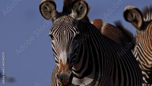 Close up of a Grevy Zebra (Equus Grevyi) flapping its ears while looking directly at the camera during the morning in Africa.
 photo