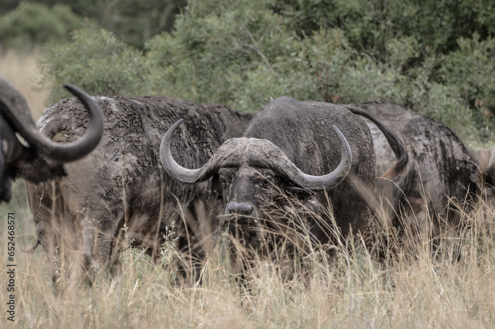 Obraz premium Cape buffalo staring mean to the wild life photographer trough high grass in kruger national park in south africa