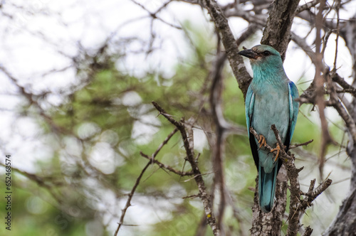 turkoise eurasien roller perched on a branch, a tree in south africa national park in front of a cloudy blue sky photo