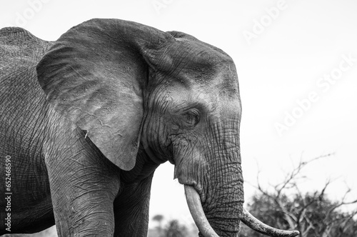 south african elephant side portrait in black and white in the wild of kruger nationa park, ears