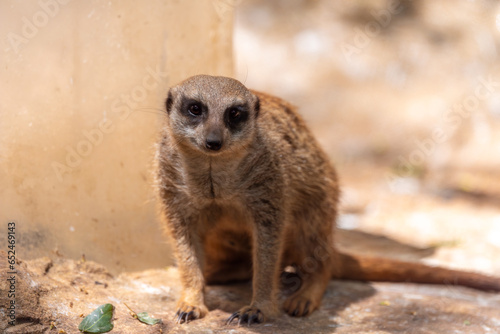 Suricate or Meerkat which is looking far away on a blurred background. Safari Ramat Gan, Israel.