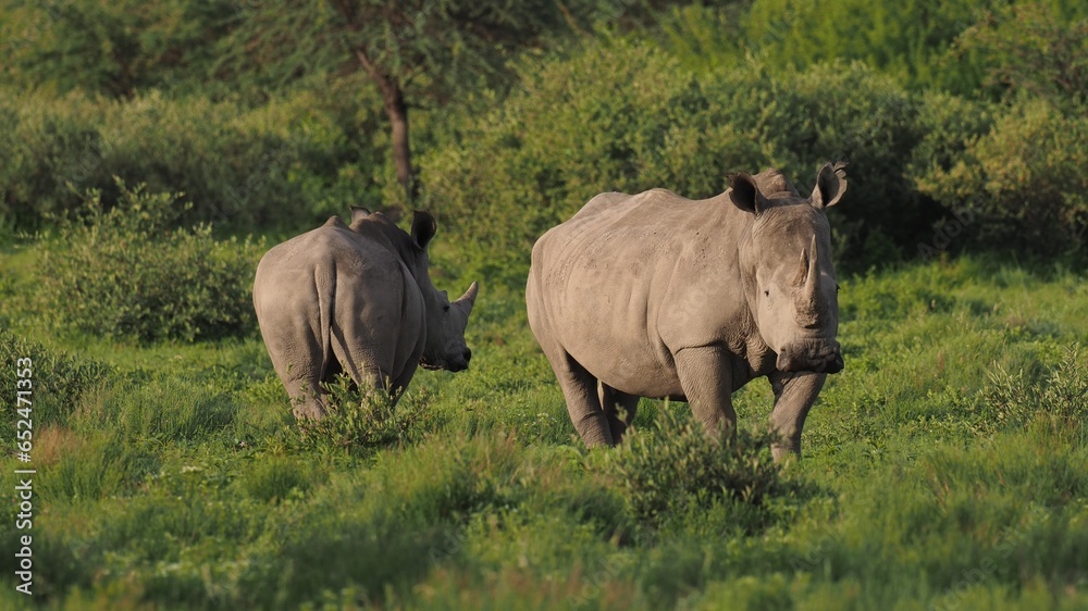 Mother and calf rhinoceros at Khama Rhino Sanctuary, Botswana Mother and calf rhinoceros at Khama Rhino Sanctuary, Botswana