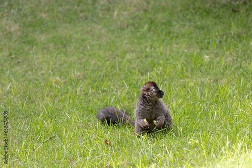 Lemur at Bioparc, Valencia, Spain
