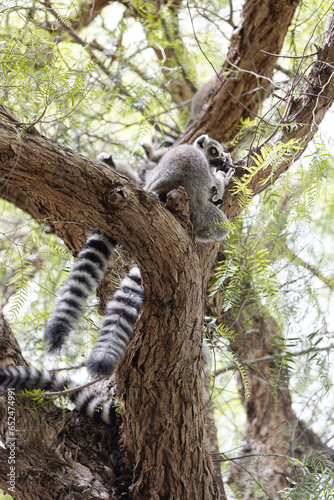 Ring tailed lemurs on tree at Bioparc, Valencia, Spain.
