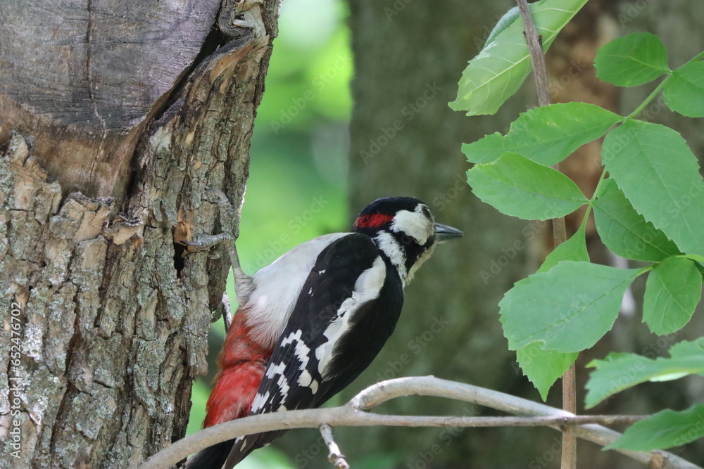 Fototapeta premium Red-headed woodpecker on a tree
