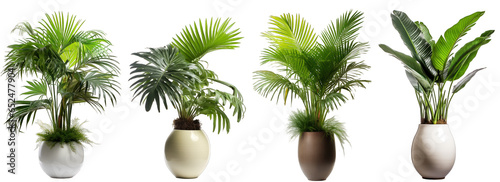 Tropical plants with rich and dense foliage in modern vase isolated on transparent background generative ai