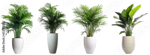 Tropical plants with rich and dense foliage in modern vase isolated on transparent background generative ai