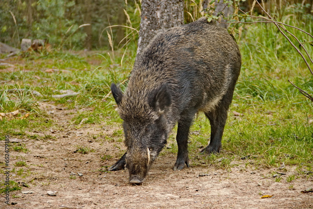 Wildschwein
wild, tier, eber, säugetier, warzenschwein, wild lebende tiere, natur, schwein, wald, wildschwein, gras, braun, schwein, safari, fell, schnauze, park, haar, schweinefleisch, tier, ferkel Wildschwein
wild, tier, eber, säugetier, warzenschwein, wild lebende tiere, natur, schwein, wald, wildschwein, gras, braun, schwein, safari, fell, schnauze, park, haar, schweinefleisch, tier, ferkel