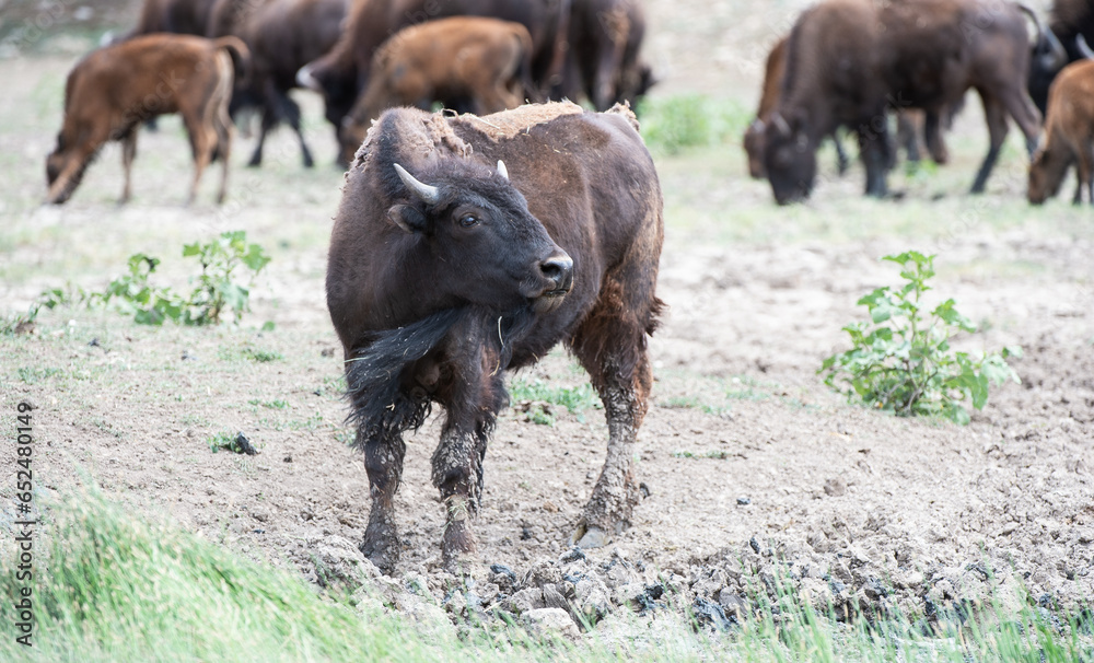 Bison in Utah Bison in Utah