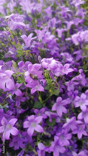 bee on flower