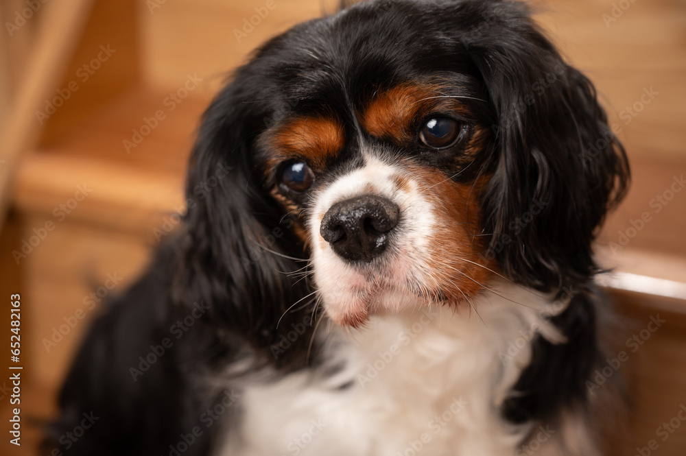 Cute Cavalier King Charles spaniel dog,posing on the stairs.