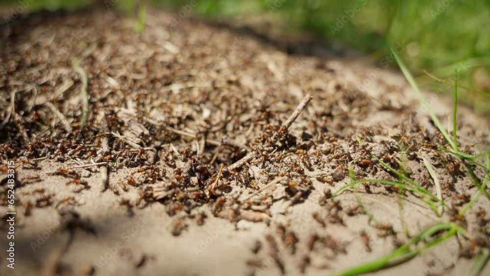 A swarm of ants is building an anthill in the forest A swarm of ants is building an anthill in the forest