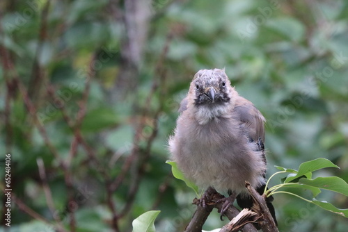 young jay bird