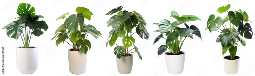 Tropical house tree philodendron plant in modern pot or vase isolated on transparent background generative ai - obrazy, fototapety, plakaty 