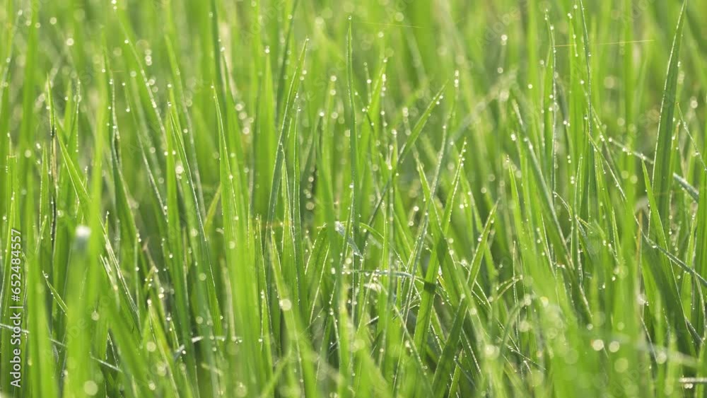 Green rice plants with morning dew swaying in the wind in a field. Green rice plants with morning dew swaying in the wind in a field.