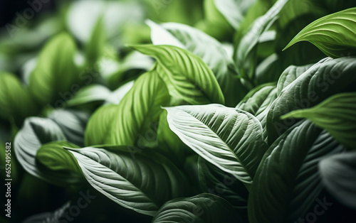 Details of lush plant with white and green leaves captured in close-up. Exotic and beautiful plant in soft white and green tones in natural beauty.