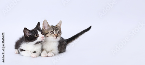 Photography Surprised cats looking at copy space for text sitting on white background
