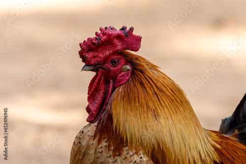 Head red-black rooster ( Gallus ), close-up  portrait.