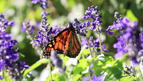 Close up monarch butterfly