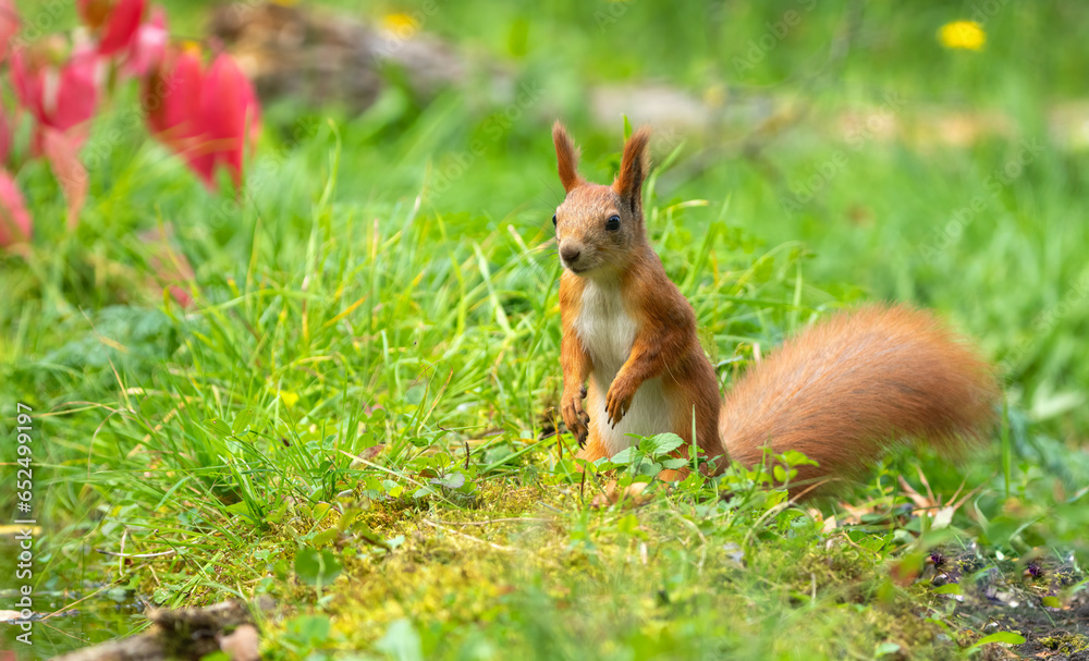 Squirrel in the autumn forest on the background of green grass and red autumn leaves Squirrel in the autumn forest on the background of green grass and red autumn leaves
