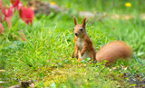 Squirrel in the autumn forest on the background of green grass and red autumn leaves