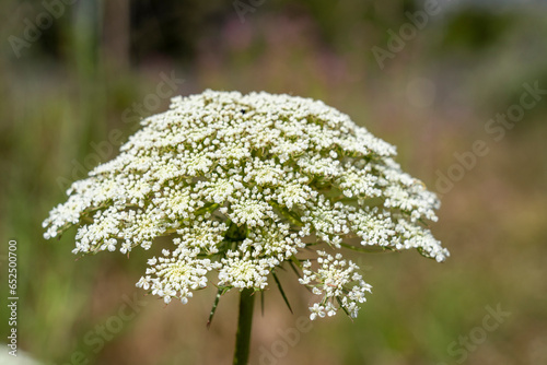 Cuadro en lienzo Close-up of a blooming Queen Anne's lace flower (Daucus carota) with a delicate white umbel inflorescence in a sunny summer meadow