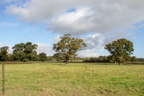 Oak tree meadow in the UK.