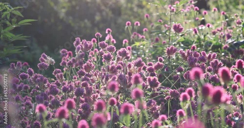 Pink flowers at sunset