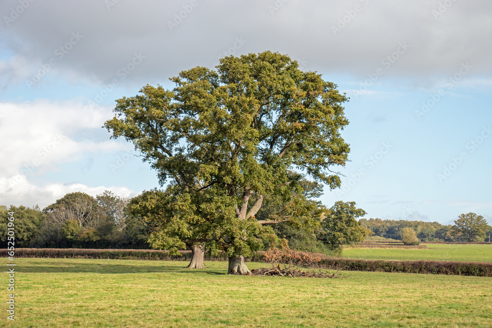 Oak tree meadow in the UK.