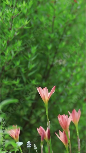 Vertical shot of pink flowers with negative space