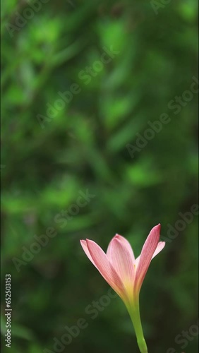 Vertical shot of pink flowers with negative space